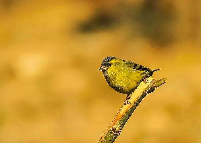 Lodge Aladaglar Mountain *